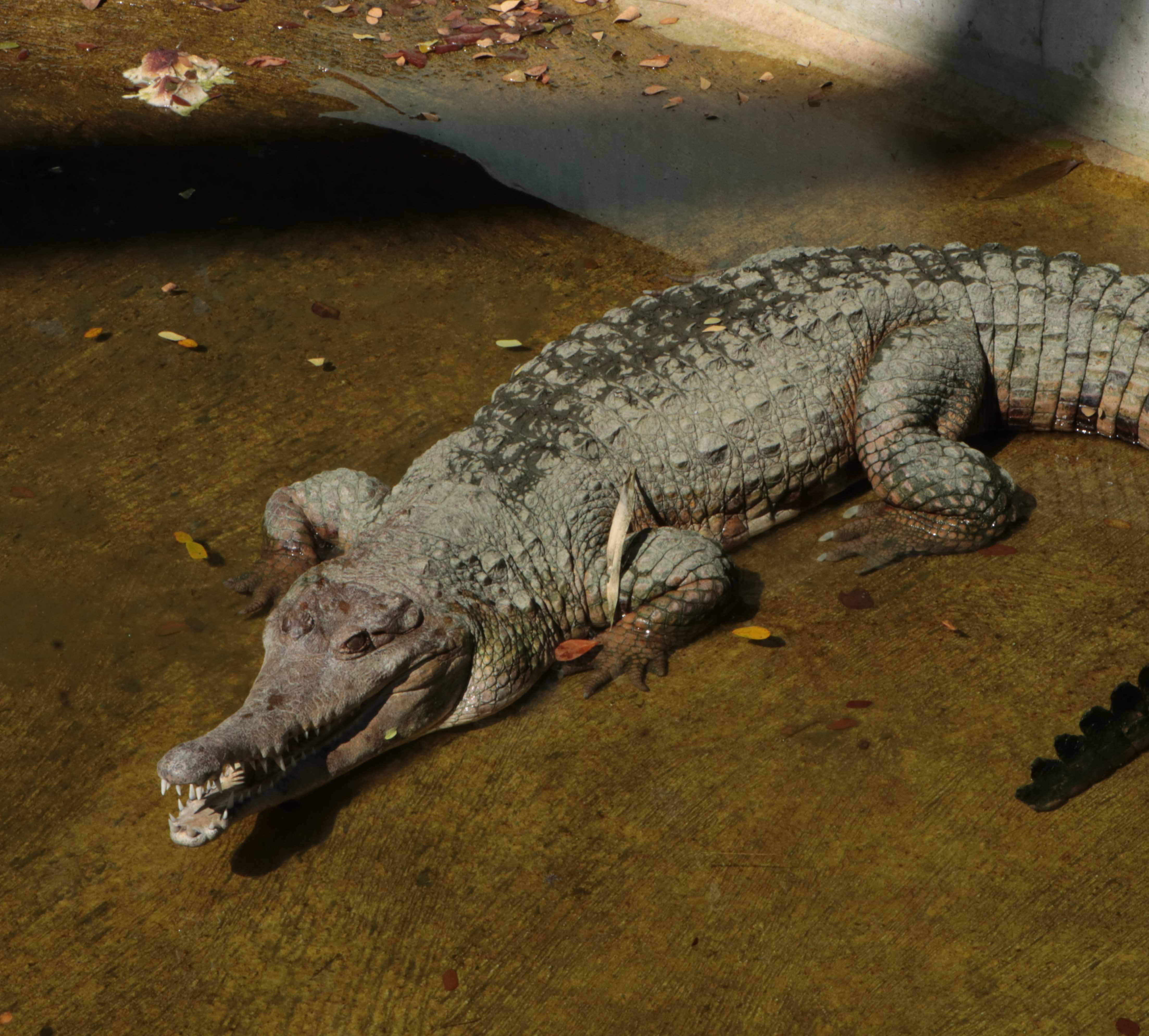 Spectacled Caiman